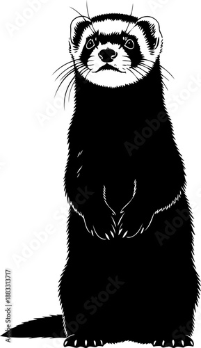 Standing ferret or polecat mammal silhouette in a frontal alert posture with whiskers