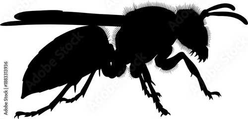 Walking wasp insect black silhouette showing detailed legs and long antennae