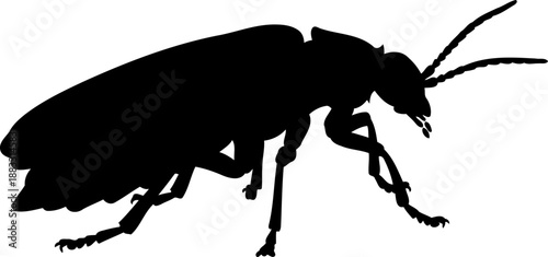 Firefly beetle silhouette side view vector illustration