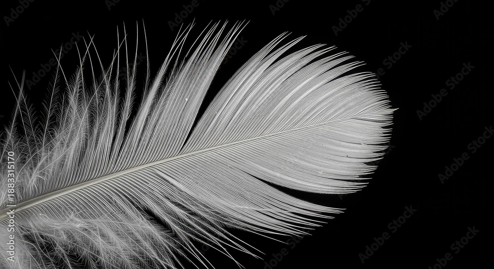 Obraz premium Close up of a pristine white feather showcasing its intricate, delicate structure and soft, wonderful texture, symbolizing lightness and grace ,feather ,airy ,insulation