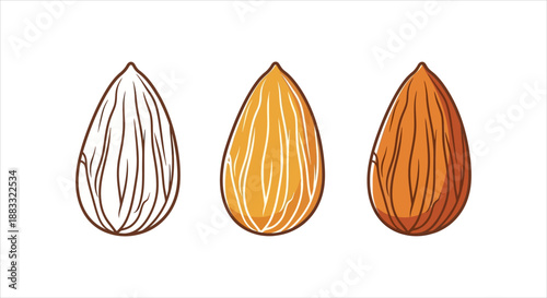 Almond illustration with different styles outline, colored, and realistic rendering