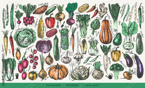 Hand drawn ink vegetable sketches set. Tomato, cucumber, bell pepper, zucchini, pumpkin, butternut, squash, corn, onion, radish, potato, asparagus, artichoke.