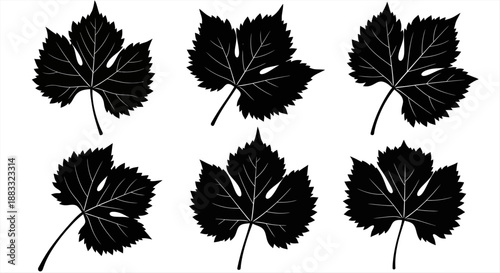 Collection of Black Grape Leaves Silhouettes on White Background