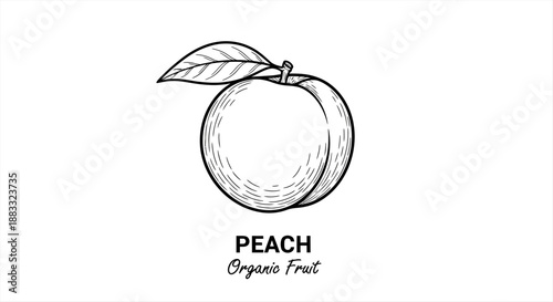 Organic Peach Fruit Drawing Illustration, Fresh Ripe Peach with Leaves