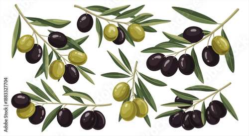 Collection of fresh green and black olives on branches with leaves