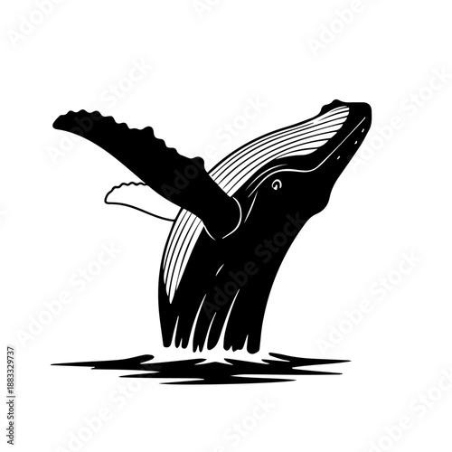 A black and white illustration of a humpback whale breaching from the water with its tail fluke raised high.
