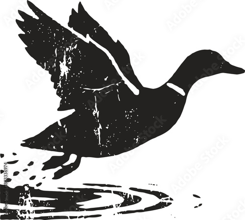 vintage duck flying up from water with ripples and splashes in black silhouette