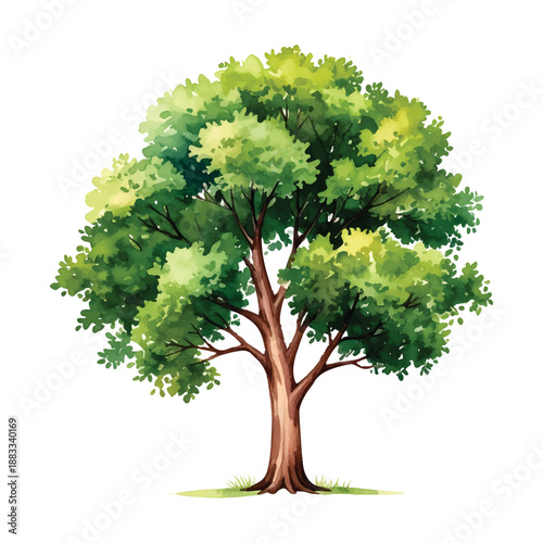 Lush Green Watercolor Tree with a Thick Trunk and Spreading illutrastion transparent background
