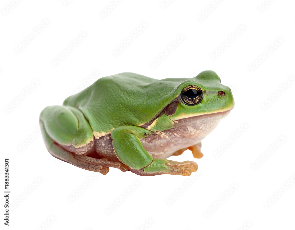 Obraz premium Green frog side view, with visible eyes, smooth skin, against a black background