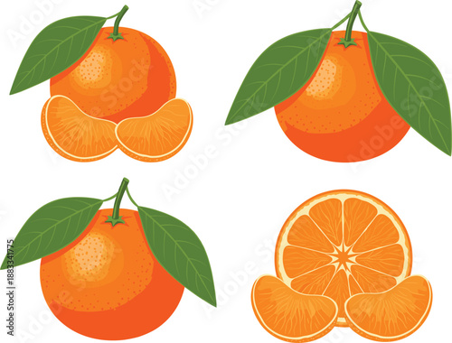 Fresh Orange Fruit Vector Illustration Set with Whole Oranges, Slices, and Leaves for Citrus Food Packaging, Juice Branding, and Healthy Nutrition Designs