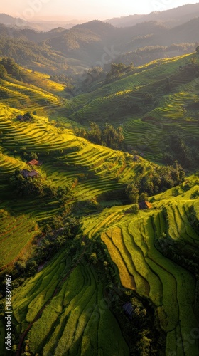 Aerial View of Lush Rice Terraces at Sunrise with Soft Light Illuminating the Landscape