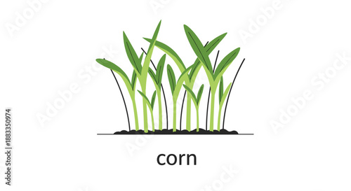 Young green corn plants growing from dark soil, representing the early stages of agricultural crop development and farming season.