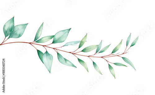 Delicate watercolor branch with numerous soft green eucalyptus illutrastion transparent background