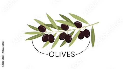 Botanical illustration of a branch from an olive tree featuring ripe black olives and long green leaves with labeled text.