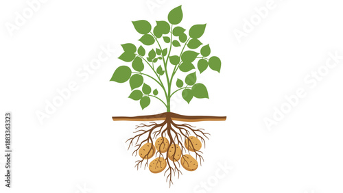 Illustration of a potato plant showing green leaves above ground and brown tubers with roots growing in the soil below.