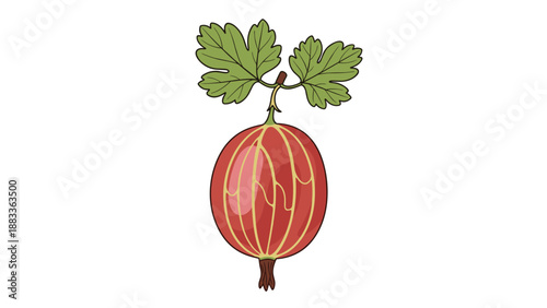 Ripe red gooseberry with light stripes and two green leaves in a detailed hand drawn illustration style on white background.
