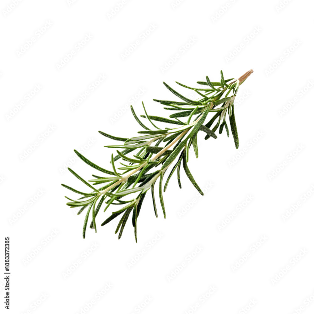 Fototapeta premium Rosemary branch isolated on white