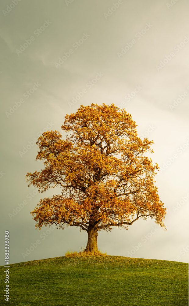 Obraz premium Eichenbaum mit Herbstfärbung auf einer Wiese