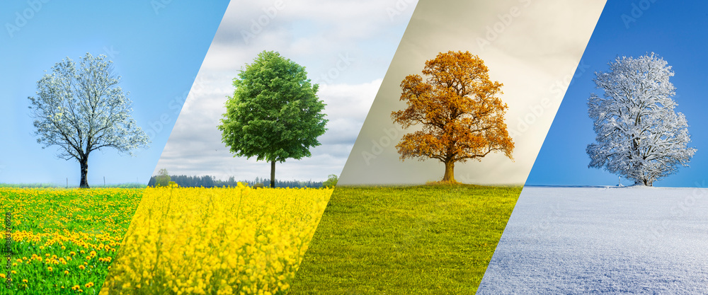 Obraz premium Collage von einem Baum im Wechsel der Jahreszeiten