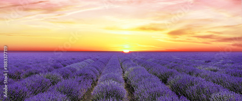 Lavendelfeld vor einem glodenen Sonnenuntergang