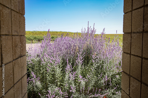 фотографія Russian Sage Flowers Perovskia atripicifola 'Blue Spire' flowering in summer fra