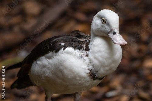 Radjah Shelduck