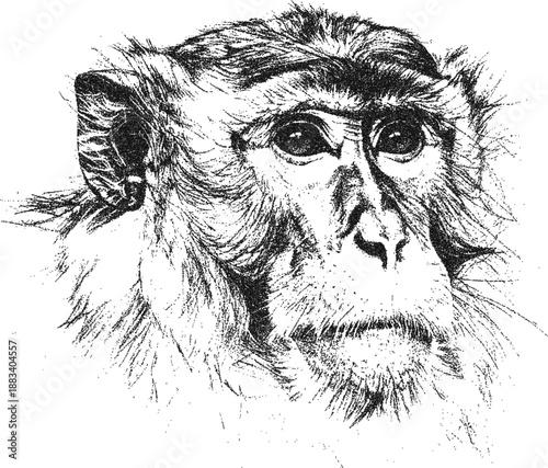 Stipple Detailed Stipple of a Monkey Face, Vintage Engraving Style Primate Portrait, Black and White Macaque