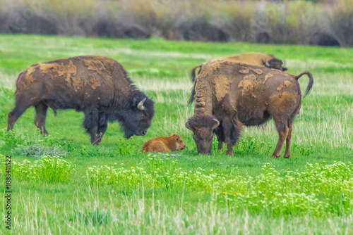 Wild Buffalos of Yellowstone National Park, Wyoming, USA