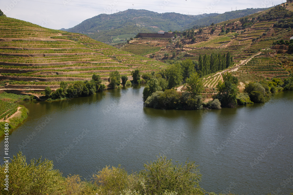 Obraz premium Douro river among the vineyards on the hills of Douro Valley, Portugal
