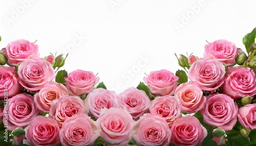 Pink Roses Field Closeup Border Isolated On A Transparent Background Spring Flowers For Layouts Cards Mockups Invitation Etc