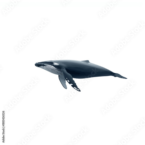 Whale Design Very Cool Animal