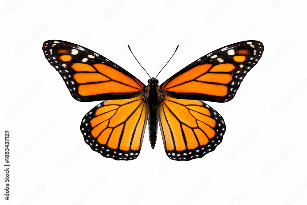 Fototapeta premium butterfly isolated on white