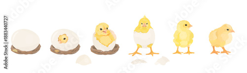 Chick Hatching from Egg. Cute yellow cartoon chicks hatch from broken shell egg. Small baby farm bird emergence from eggs, cracked shell. Vector hand drawn illustration isolated on white.