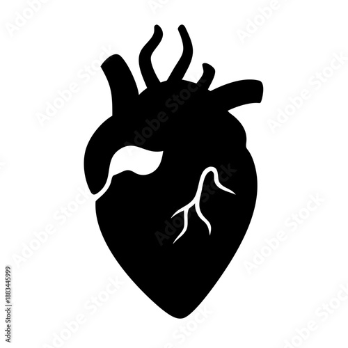 Anatomical heart illustration