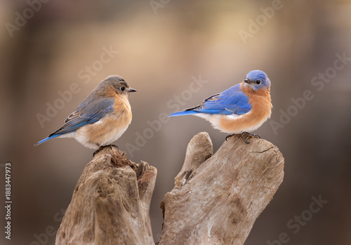 male and female bluebirds on perch