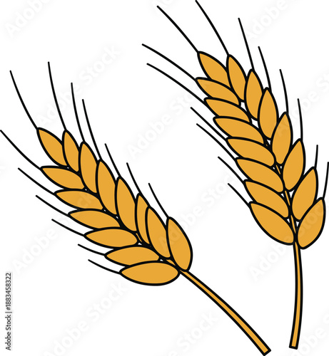 Golden wheat ears, agriculture icon, organic cereal crop, harvest season vector, farming symbol, natural food grain, rural illustration, botanical design