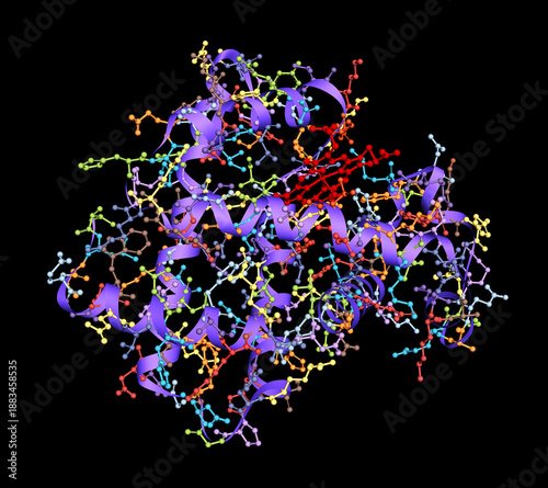 Myoglobin or MB molecule with iron-containing heme group. Oxygen-binding muscle protein. Molecular complex model with multicolored atoms and ribbons. 3D rendering. Illustration