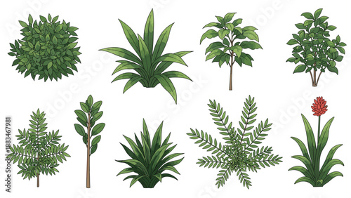 Collection of eight different green bushes and leafy plants is shown in varied shapes and sizes for landscaping and garden design.