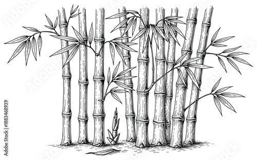 Engraved bamboo stems vector illustration with leaves in hand drawn sketch style for print
