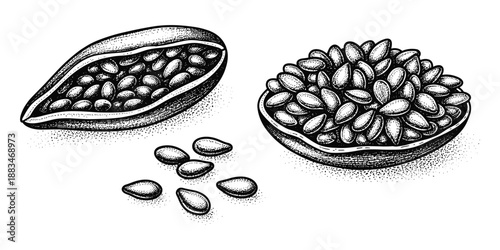 Sesame seeds vector illustration in pods and bowls drawn in classic etching style graphic