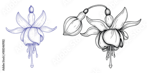 Fuchsia flower and bud vector illustration with purple and black sketch options