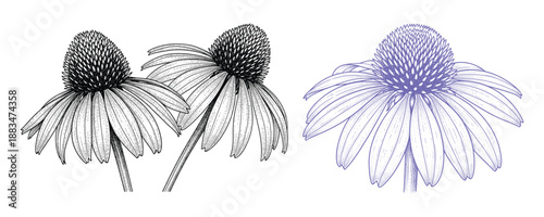 Echinacea purple coneflower medicinal herb bloom detailed hand drawn sketch and vector illustration