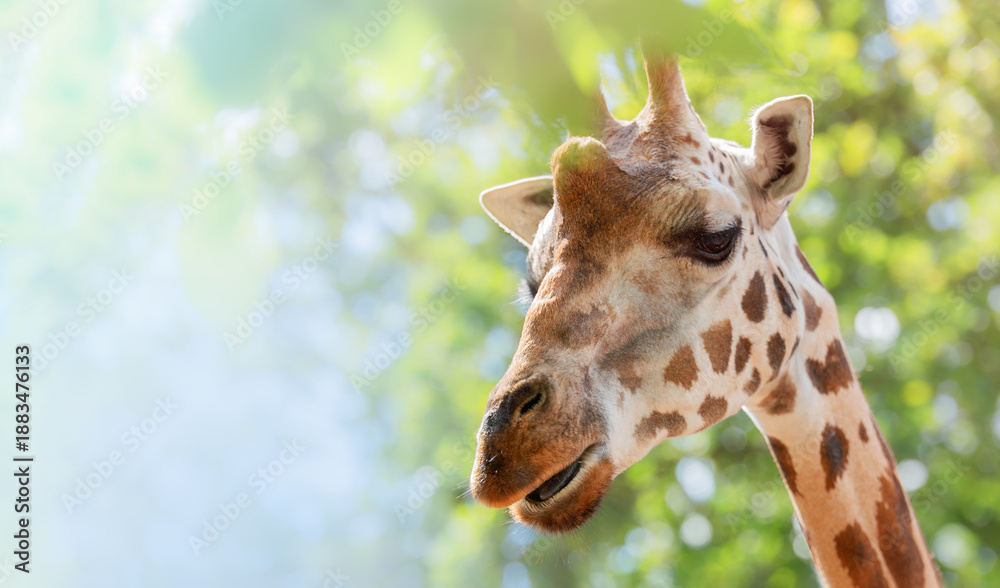 Obraz premium Close-up Side Profile View of a Wild African Giraffe Head with Distinctive Spotted Pattern, Eating Leaves from Green Foliage with Blurred Background, Wildlife and Nature Concept