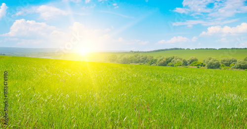 Panoramic Green Wheat Field at Bright Summer Sunrise