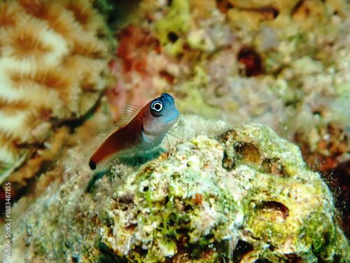 Aron's Blenny (Ecsenius aroni). Taken in Sharm El Sheikh, Egypt.