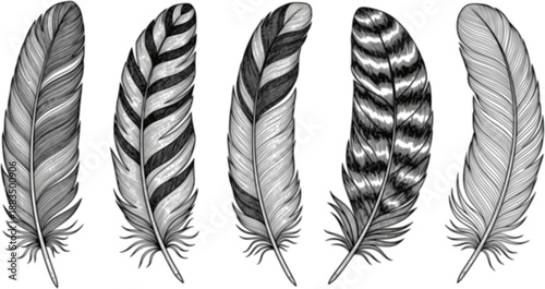 set of Vector bird feather from wing isolated. Black and white engraved ink art. Isolated feathers illustration element.

