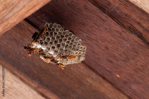 Wasp Nest Colony with Multiple Wasps in Natural Environment – Social Insects Behavior Close Up