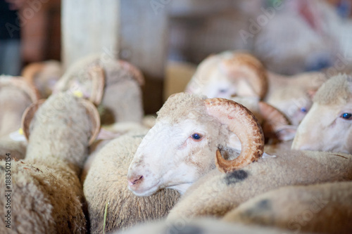 Kurban Bayramı Sheep Flock Close-Up in Turkish Farm Barn