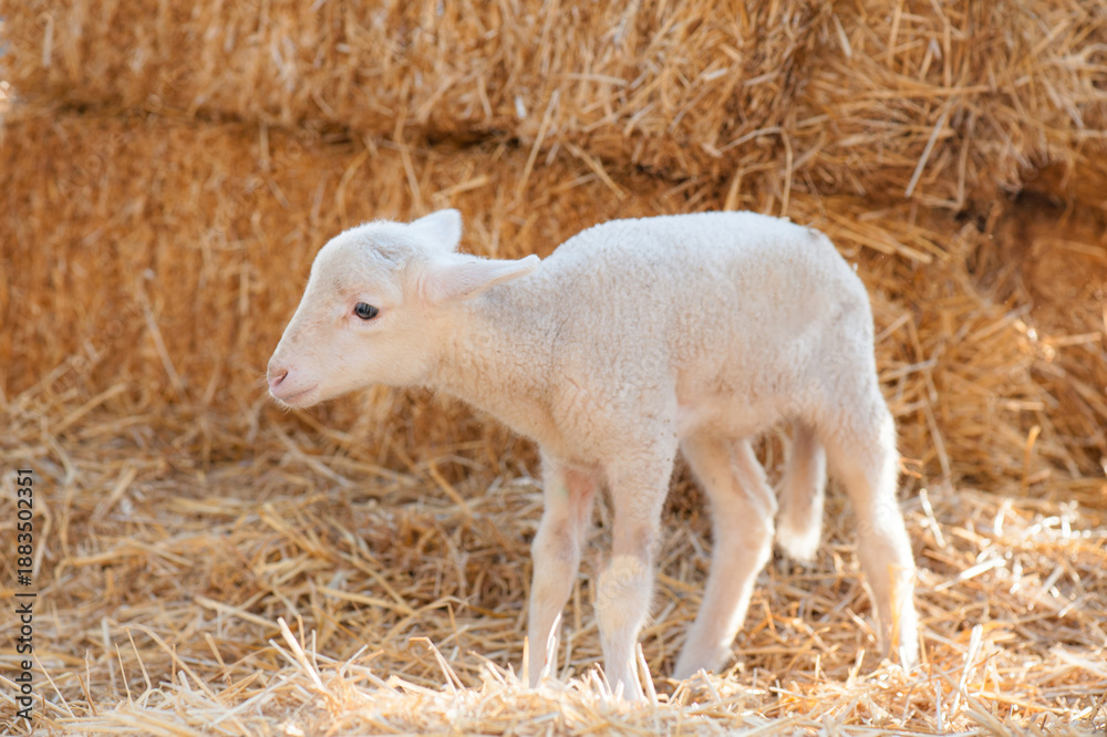 Obraz premium Cute Newborn Lamb Standing on Straw Bedding in Turkish Farm