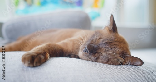 Fotografie A beautiful brown Tonkinese cat peacefully napping on a soft grey sofa in a cozy living room, bathed in gentle light, symbolizing ultimate relaxation, comfort, and serene domestic life